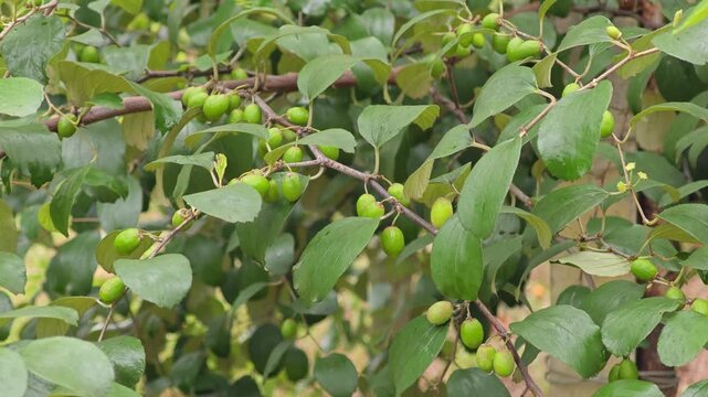 Ziziphus Mauritiana in the garden.
