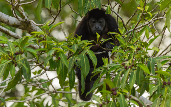 Br&uuml;llaffe (Alouatta) im Regenwald von Costa Rica