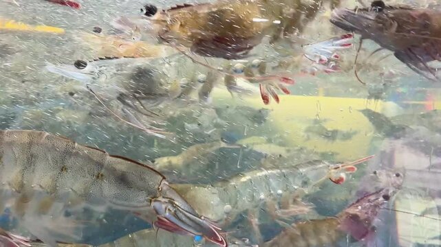 Korean large shrimp actively swimming in an aquarium_03