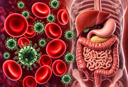 Coronavirus particles attacking human red blood cells and digestive system illustration