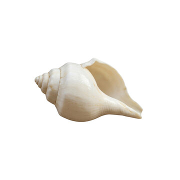 Single Whelk Seashell isolated on transparent background during studio lighting with soft focus