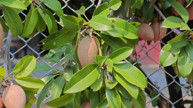 Sapodilla fruit on tree in nature.