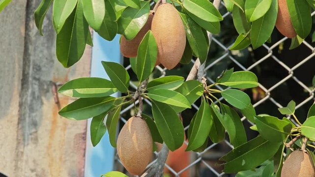 Sapodilla fruit on tree in nature.