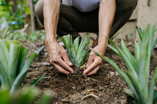 A dedicated farmer carefully plants a green pineapple crown in rich, organic dirt. Celebrating sustainable agriculture, new growth