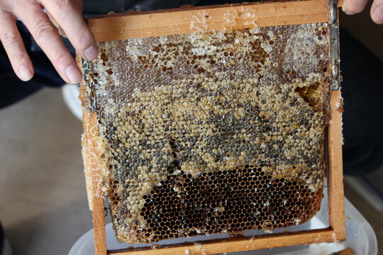 honeycomb