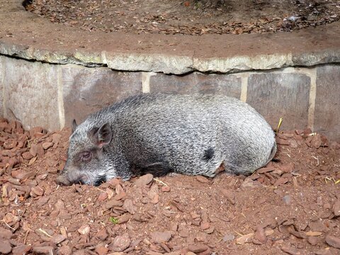 Cochon