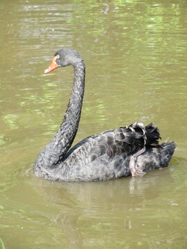 Cygne noir