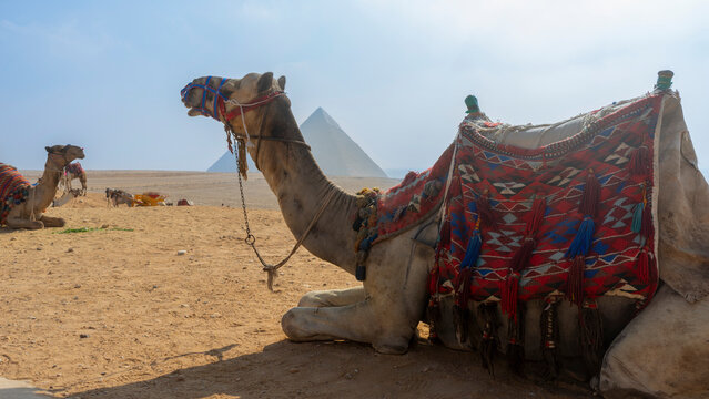 Camello frente a las pir&aacute;mides de Guiza en el desierto de Egipto