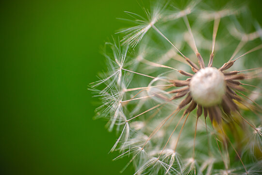 Close-up view of a dandelion seed head with delicate white seeds ready to disperse against a soft green blurred background