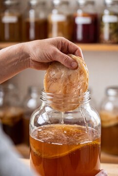 Kombucha scoby being placed into glass fermentation jar