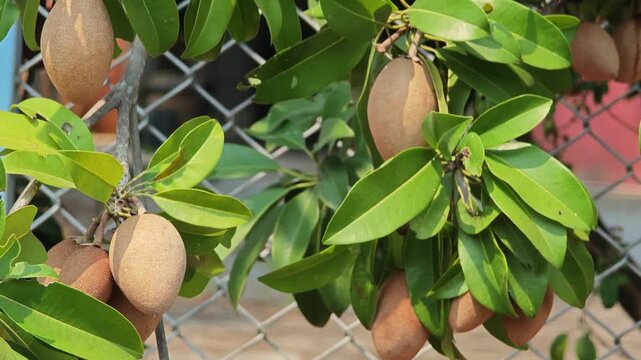 Sapodilla fruit on tree in nature.