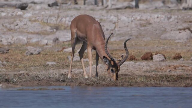 a slow motion clip of a male black-faced impala drinking from goas waterhole of etosha national park in namibia