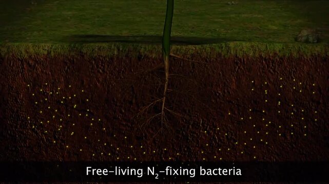 Scientific overview of nitrogen-fixing bacteria in plants, including symbiotic and free-living types.