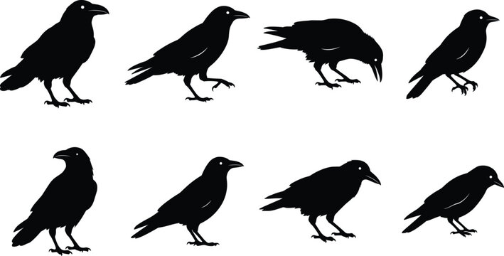 Collection of black crow silhouettes in various poses and actions isolated on a white background vector illustration