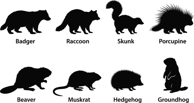 Collection of wild woodland animal flat black silhouettes including badger raccoon beaver and hedgehog for nature design