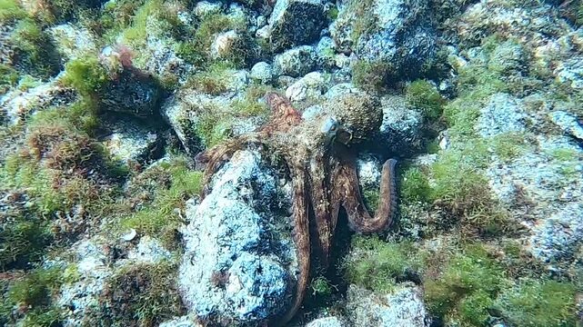 Hunting common octopus (Octopus vulgaris) in the Atlantic Ocean, Lanzarote, Canary Islands, Spain