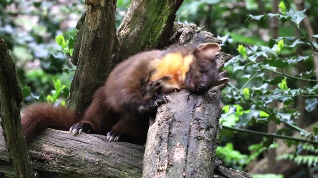 European pine marten (Martes martes), Germany
