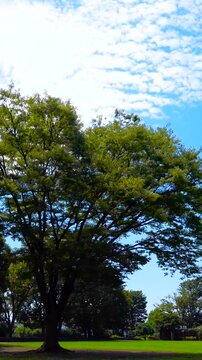 Static View of Green Lawn and Trees at Nogeyama Park in Yokohama under Clear Blue Sky