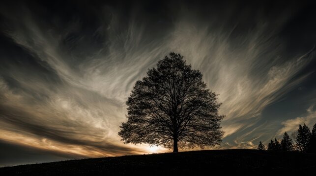 Silhouetted tree against a dramatic sunset sky.