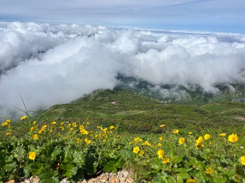 Yellow Alpine Flowers above a Sea of Clouds on Mt Hakusan Japan
