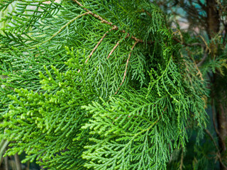 Close up of green cypress foliage texture background with soft natural lighting © Sijal910