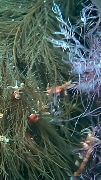 Vertical video shows small amphipod crustaceans in underwater algae habitat. The composition includes multiple slender crustaceans among brown green and purple seaweed strands.
