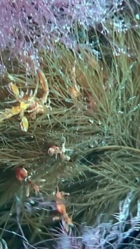 Vertical video shows amphipod crustaceans in underwater seaweed strands. The view includes close macro view of crustaceans among brown green seaweed strands across the visible setting.