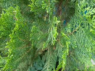Fresh green arborvitae cypress tree leaves in macro view for botanical and natural background © Sijal910