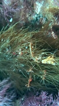 Vertical video shows small amphipod crustaceans in underwater brown green algae habitat. The vertical shot keeps the main subject and underwater context visible.