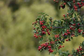 Bright red hawthorn berries filling a branch among green summer foliage © Olga