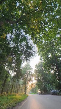 Vertical camera pan from a lush forest canopy down to a rural road, revealing warm sunrise rays filtering through tropical trees and creating a peaceful morning scene.