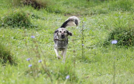 Angry growling dog running toward the camera with an aggressive expression