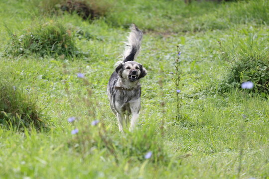 Angry dog running toward the camera while baring its teeth and growling