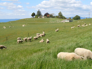 Fototapeta premium herd of sheep on a meadow