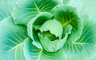 Obraz premium Close-up macro shot of a vibrant green cabbage with intricate layered leaves
