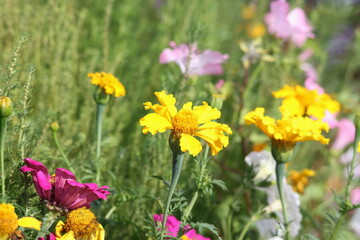 Fototapeta premium Orange marigold flower blooming in a garden