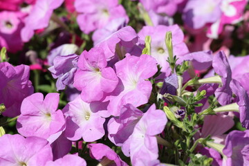 Pink petunia flowers blooming beautifully in a garden flowerbed © Olga