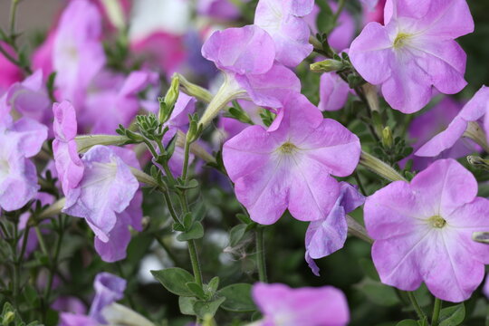 Beautiful pink petunia blooming on a flowerbed