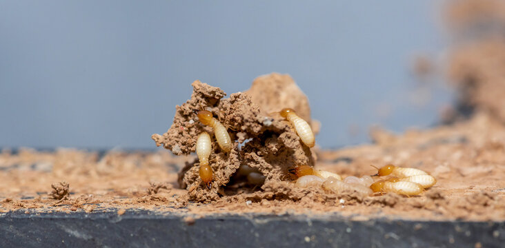 Close Up of Termites Feeding on Wood, Pest Infestation and Structural Damage Concept