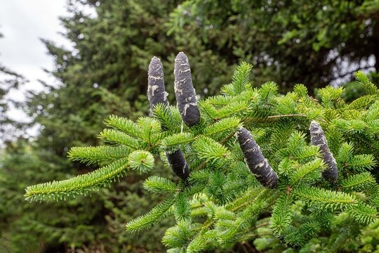Young real pine cones stand on a branch