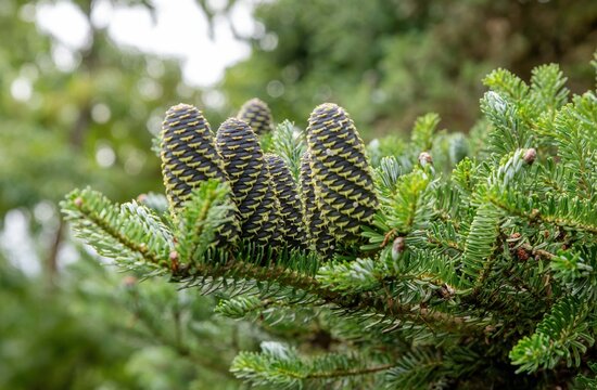 Young real pine cones stand on a branch