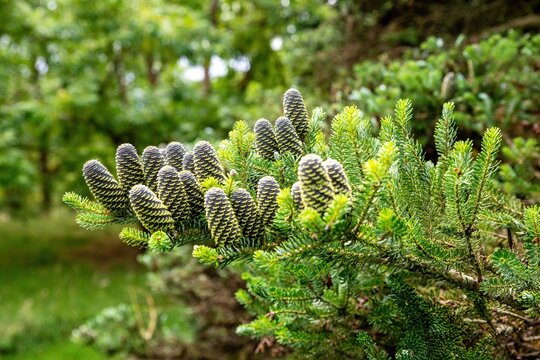 Young real pine cones stand on a branch