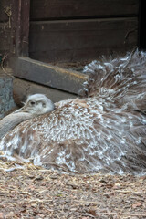 Obraz premium Resting Ostrich in Natural Habitat Environment for Wildlife Photography and Nature Conservation