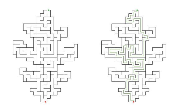 Solved oak leaf shaped maze puzzle with green solution path