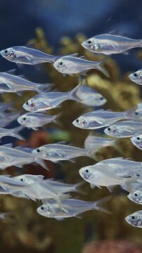 Large School Of Blue Tetra Fishes Swims In Aquarium. Boehlkea Fredcochui. Cochus Blue Tetra, Is Species Of Characin. Home Aquarium Fish. Ocean Animal, Aquatic Life. Small Aquarium Fishes. Group Of