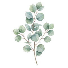 Obraz premium Eucalyptus branch with green leaves and buds in watercolor style for botanical design