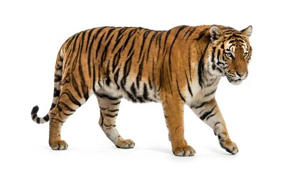 Fototapeta premium Majestic tiger walking isolated on a white background
