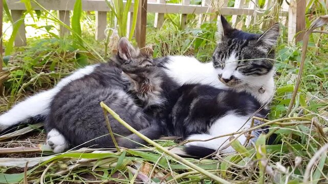 A mother cat resting and nursing her kittens nestled in tall green grass outdoors a with a white and tabby pattern lies