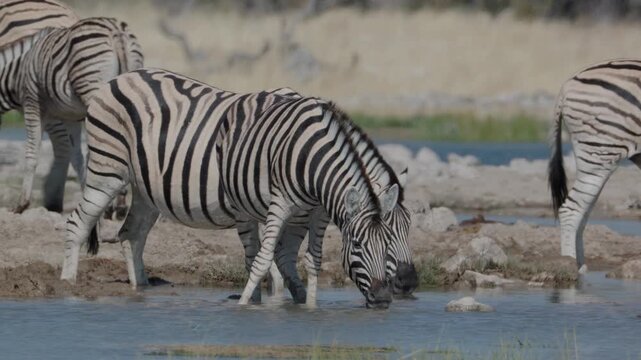 a clip of two zebra drinking at goas waterhole of etosha national park in namibia