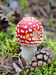 fly agaric mushroom © sansandid